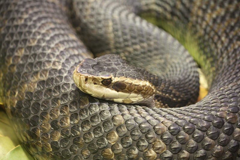 FLORIDA WATER MOCCASIN, SNAKE, REPTILE, DEADLY, WATER, MOCCASIN, HD wallpaper