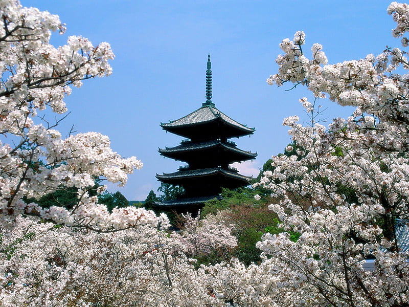 Japan - Kyoto, japan, kyoto, cherry blossoms, HD wallpaper