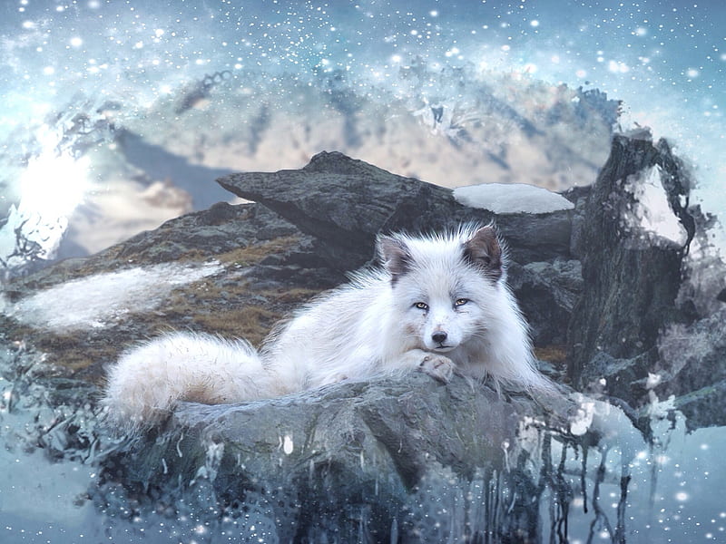 White fox, fox, blue, art, vulpe, arctic, white, animal, HD wallpaper |  Peakpx