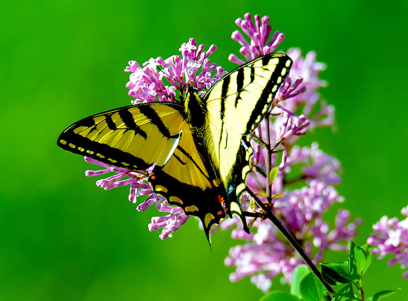 closeup graphy of yellow and black butterfly perched on pink flower, HD wallpaper