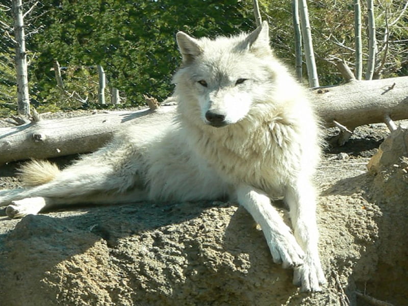 Grey Wolf, wyoming, refuge, wolf, usa, HD wallpaper