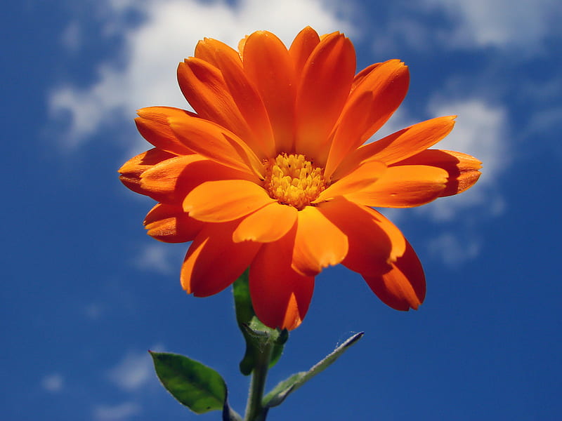 Orange daisy, margarita, orange, flower, gerbera, nature, daisy, HD wallpaper