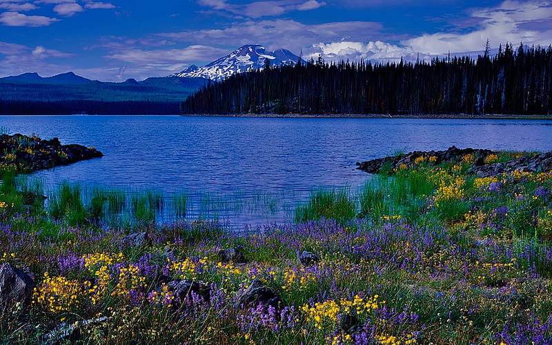Elk Lake, Michigan, bonito, michigan, sky, clouds, lake, elk, mountains, wild, flowers, HD wallpaper