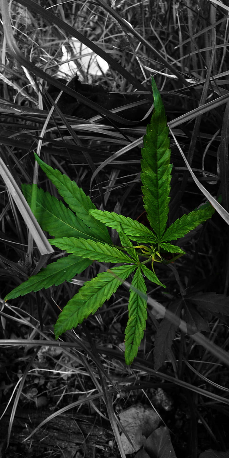 W**d, bud, leaf, leave, marijuana, pot, HD phone wallpaper | Peakpx