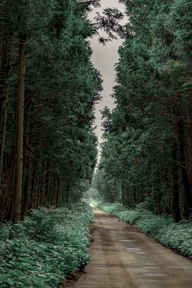 road, alley, trees, bushes, distance, HD phone wallpaper