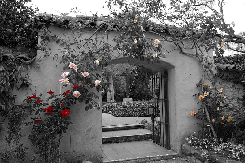 flower gate, gate, black, roses, white, HD wallpaper