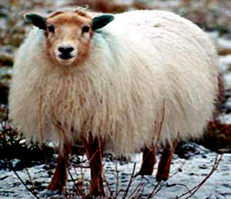 Icelandic Sheep, Icelandic, White, Sheep, Animals, HD wallpaper
