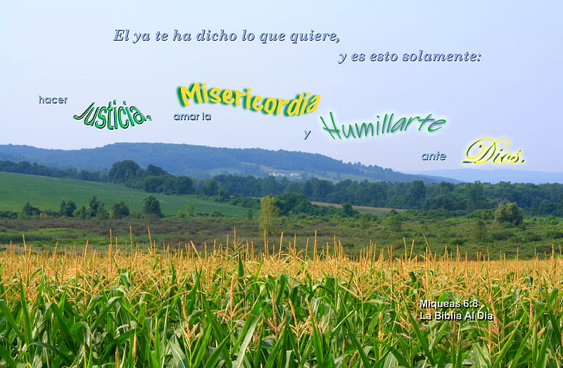 Humillarte Ante Dios, cornfield, farmland, corn, hills, farm, Bible, HD wallpaper