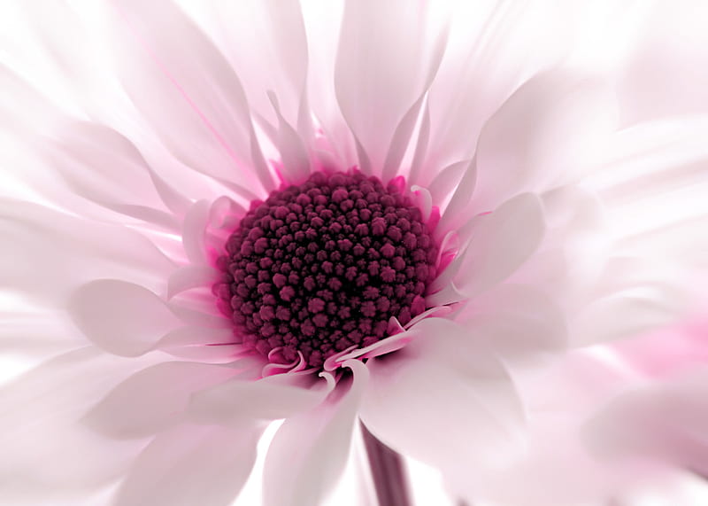 Pink chrysanthemum, close up, pink, chrysanthemum, HD wallpaper | Peakpx