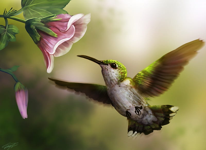 Humming-bird, art, bird, green, painting, flower, hummingbird, pink, HD wallpaper