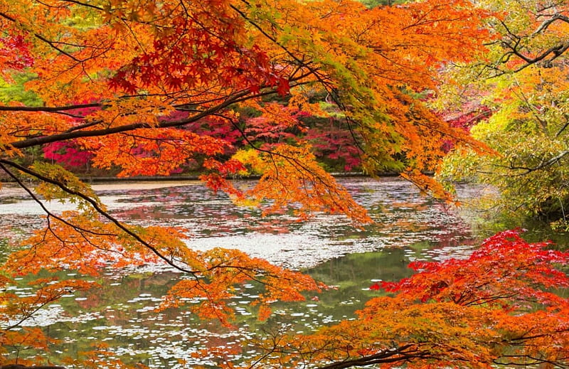 Autumn branches over the river, forest, river, branches, Autumn, HD ...