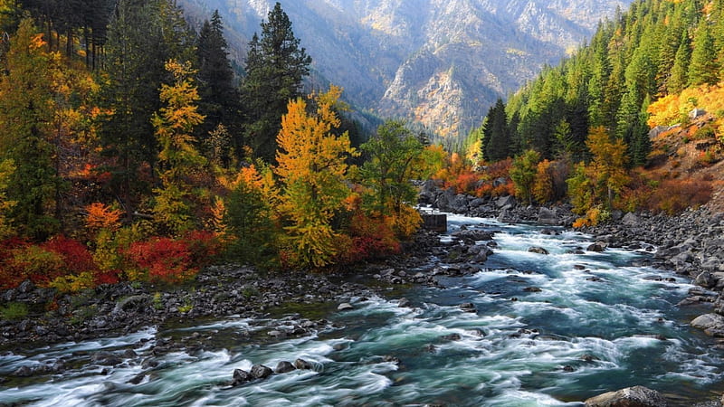 beautiful rapid flowing river in autumn, mountain, forest, rocks, autumn, rapids, river, HD wallpaper
