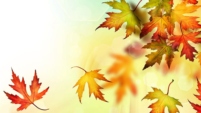 Autumn Awesomeness, colorful, fall, autumn, leaves, maple, falling ...