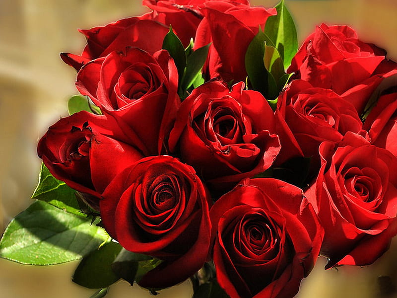 Bouquet of red roses, red, pretty, nice, lovely, bouquet, rosrs ...