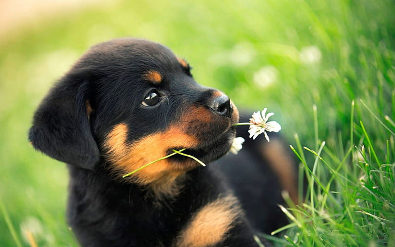 Rottweiler lawn, close-up, pets, puppy, small rottweiler, dogs, cute animals, Rottweiler Dog, HD wallpaper