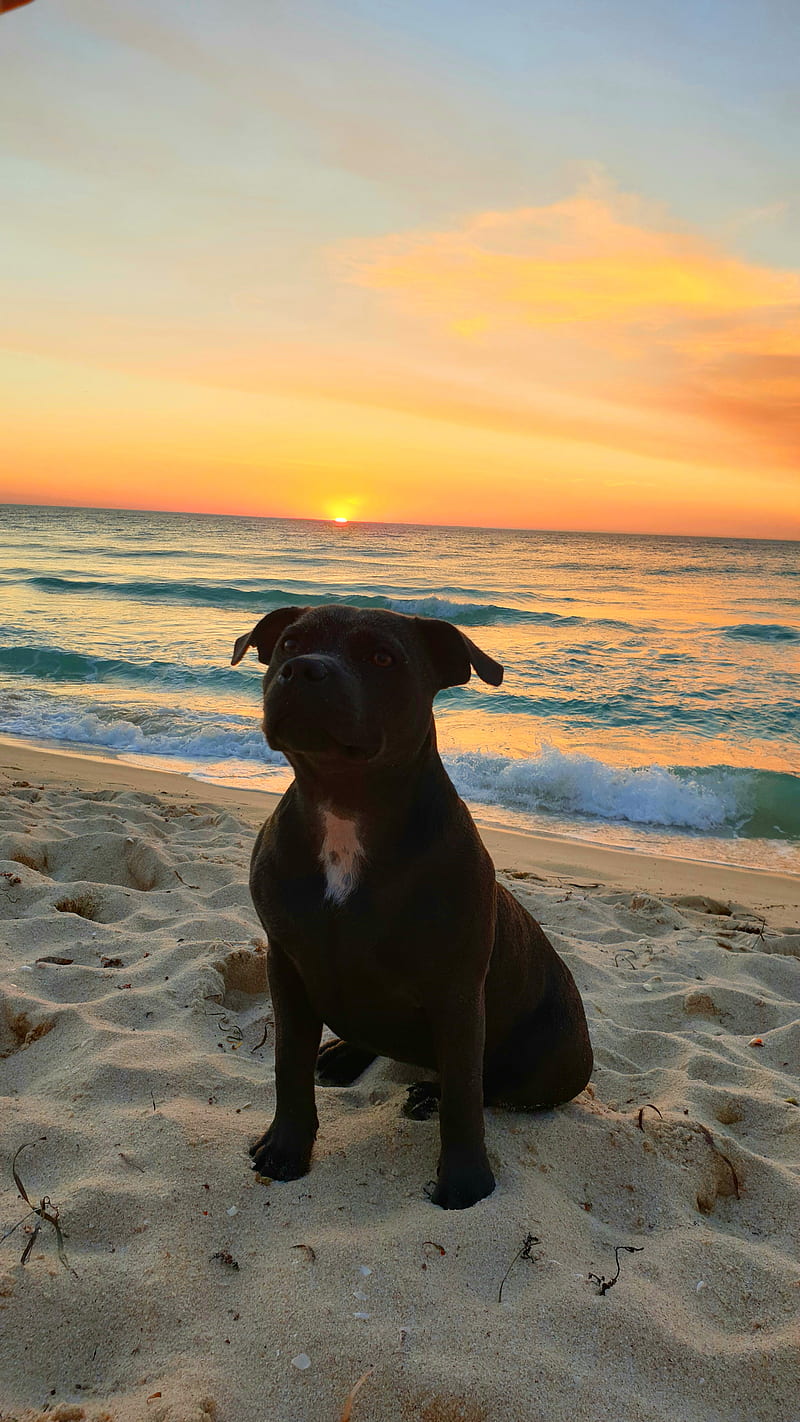 Beach Puppy R , australia, dog, scenic, staffy, sunset, tropical, HD phone wallpaper
