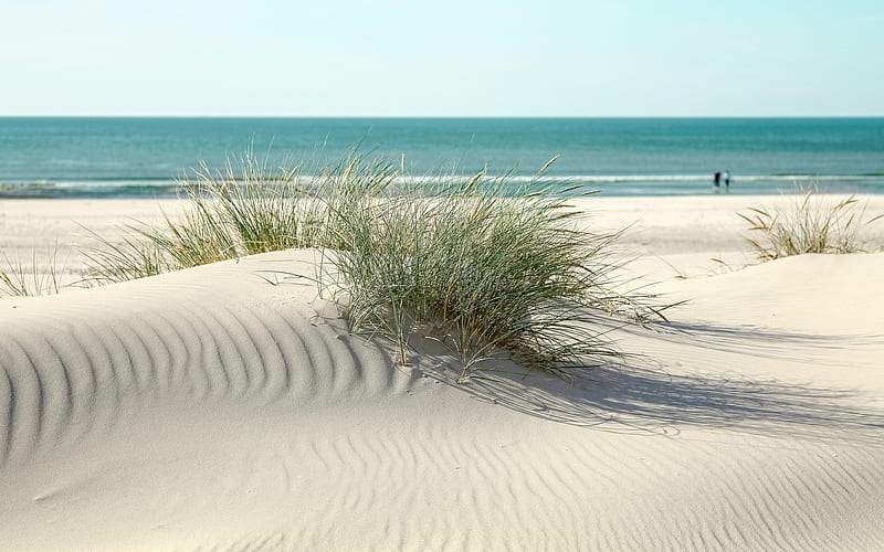 Beach in Denmark, sand, Denmark, dunes, beach, grass, sea, HD wallpaper