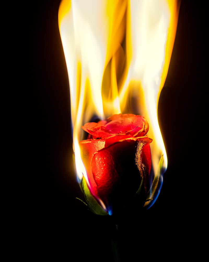 rose, flower, flame, fire, HD phone wallpaper