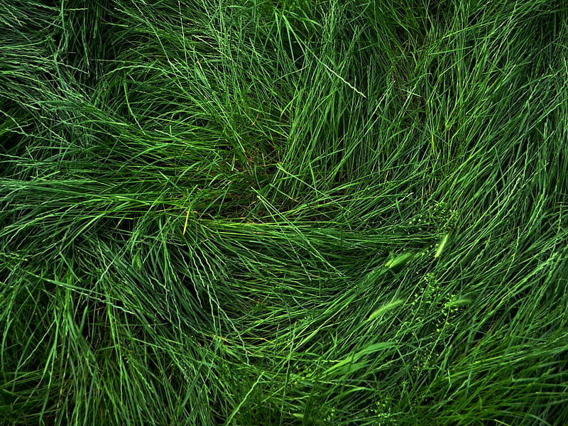 Grass, cool, cut, flat, fresh, green, HD wallpaper