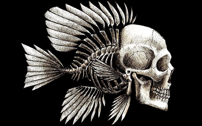 fish skeleton, creative, minimal, black background, skeleton of fish, skeleton, HD wallpaper