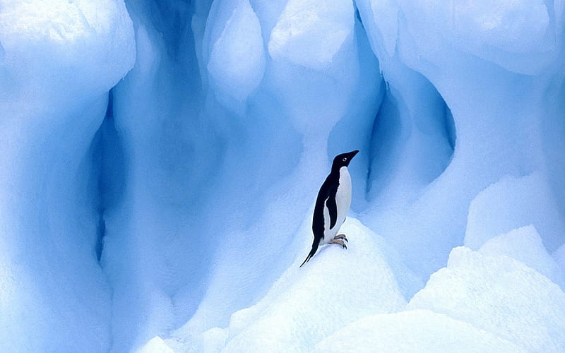 A Deli Antarctic penguin, HD wallpaper