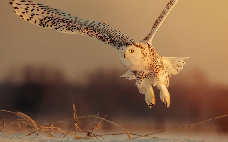 white owl, winter, flying birds, forest dwellers, large owl, HD wallpaper