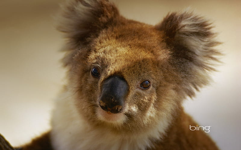 Australian national treasure naive koala, HD wallpaper