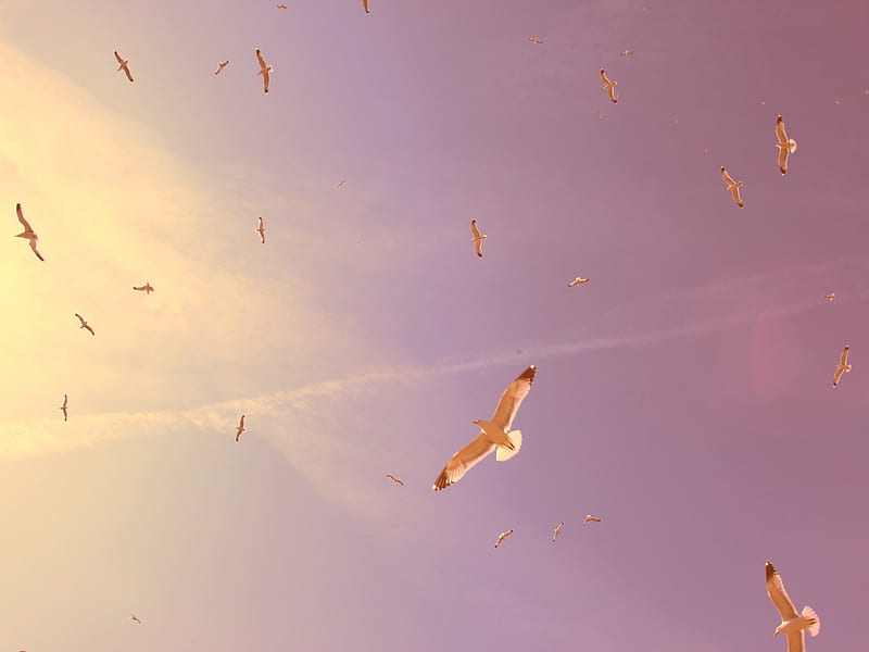 dom, cloud, bird, flight, sunset, sky, HD wallpaper