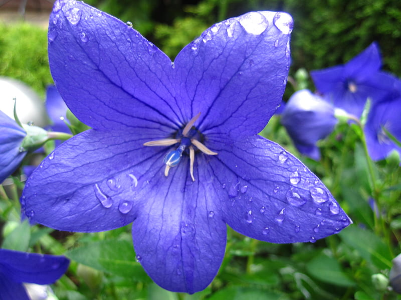 Bellflower, purple, green, flower, summer, flowers, garden, bonito, blue, HD wallpaper