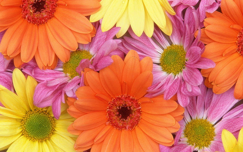 Colorful Daisies, flowers, colorful, HD wallpaper