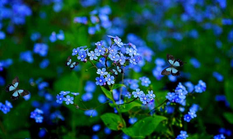 No me olvides flores y mariposas, no me olvides, flores, azul, mariposa,  Fondo de pantalla HD | Peakpx