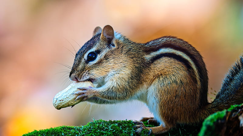 Chipmunk Squirrel Is Standing On Moss Squirrel, HD wallpaper