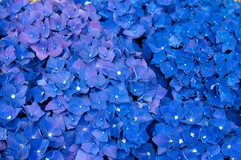 hydrangea, inflorescences, blue, flowers, HD wallpaper