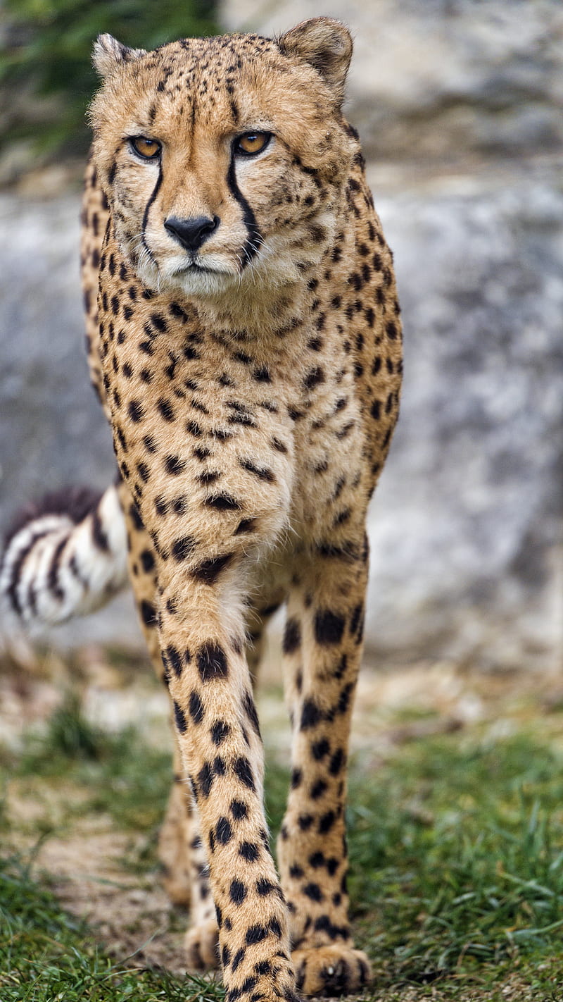 cheetah, big cat, glance, predator, paws, HD phone wallpaper