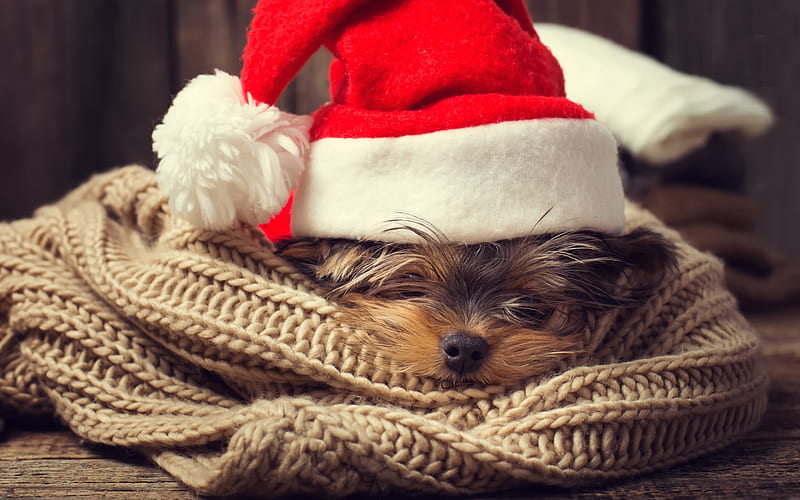 Christmas, New Year, Maltese lapdog, cute animals, small dog, year of dog, concepts, HD wallpaper
