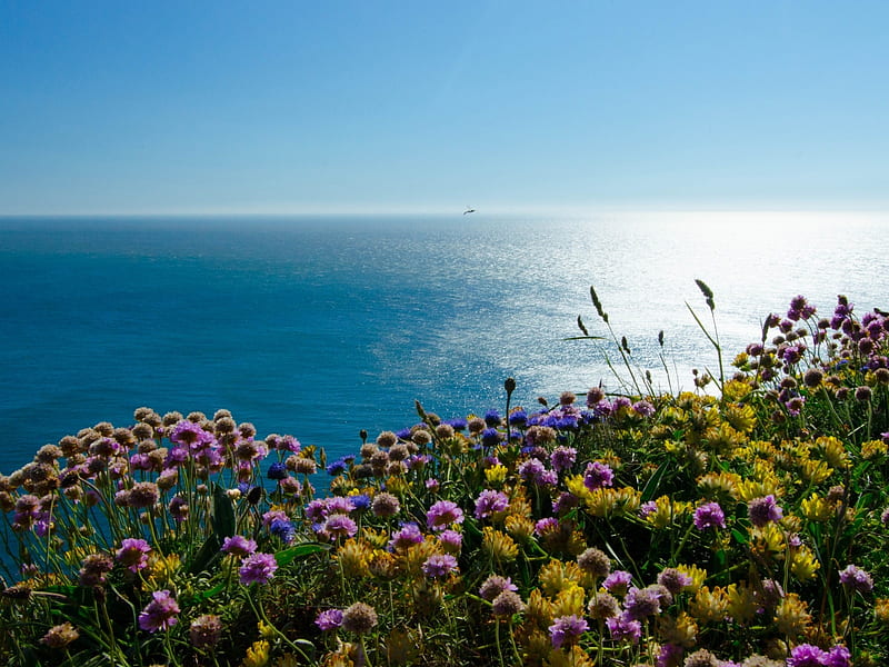 The Irish Sea,Puffin Island,England, wales, flowers, puffin, nature, island, coast, sea, HD wallpaper