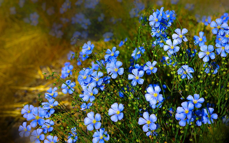 Macro Nature, linen, macro, flowers, field, blue, Nature, HD wallpaper