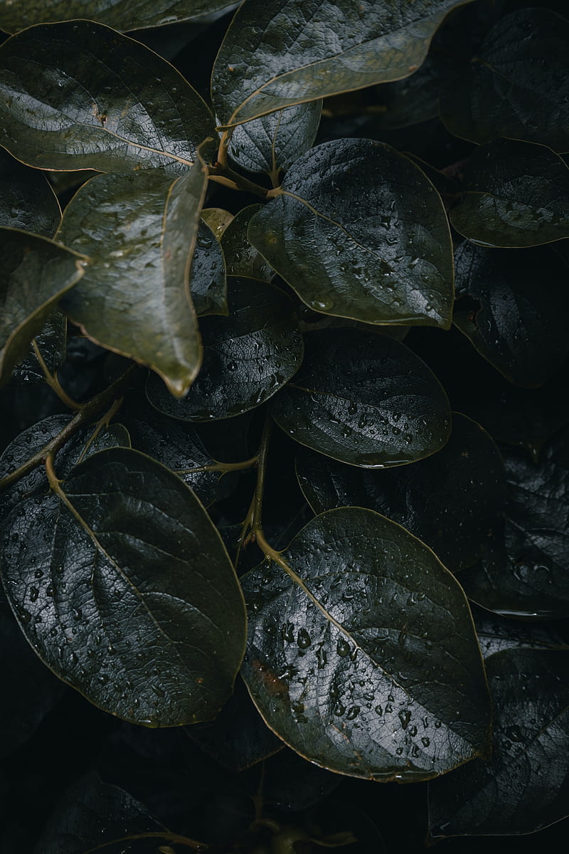 leaves, plant, drops, macro, dark, HD phone wallpaper