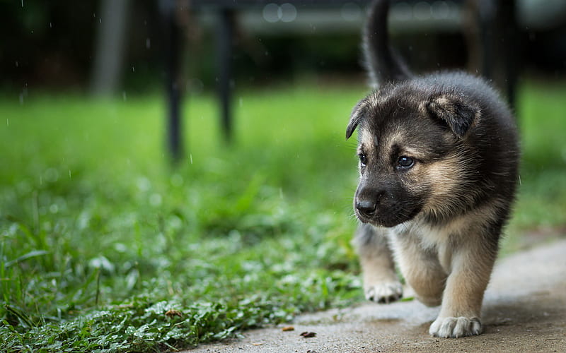 German Shepherd, rain, puppy, cute animals, dogs, German Shepherd Dog, pets, HD wallpaper