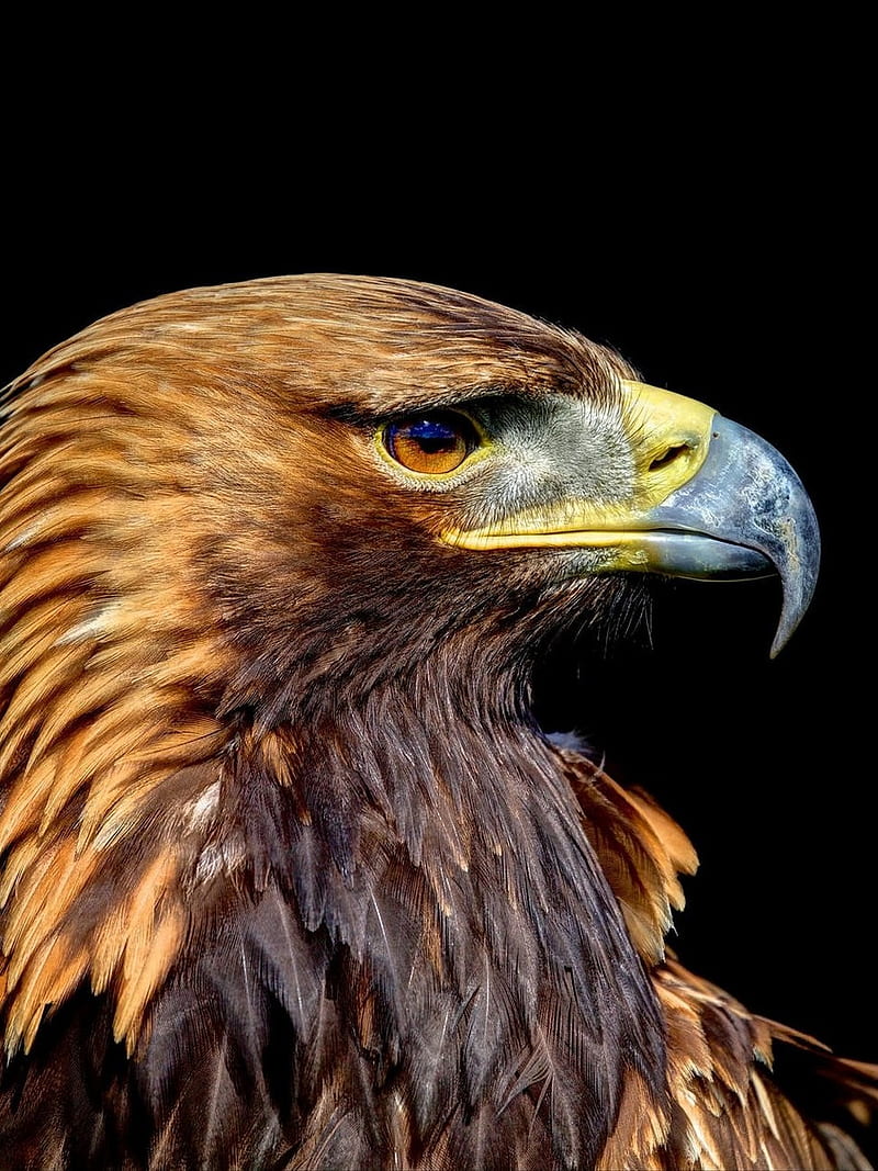 EAGLE, eagles, birds, hunter, wild, HD phone wallpaper