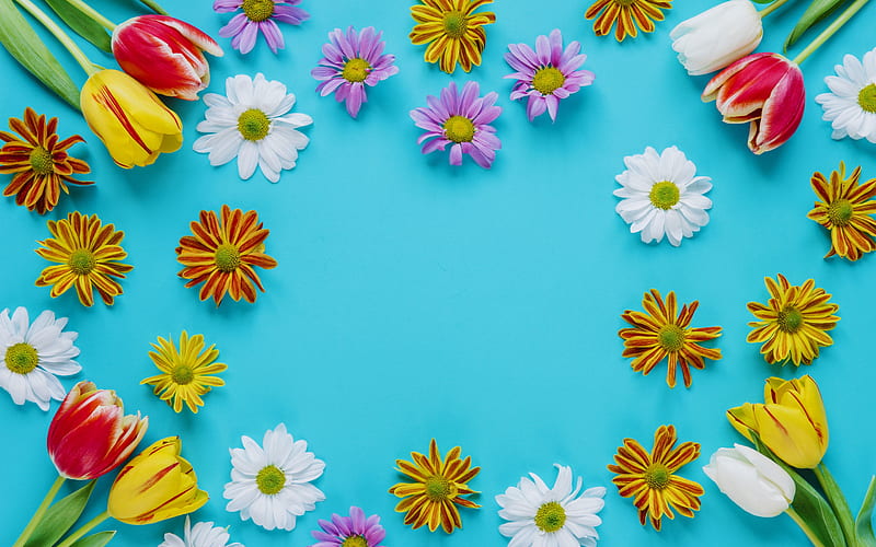 frame of flowers, chrysanthemums, spring flower frame, blue background, tulips, spring flowers, HD wallpaper