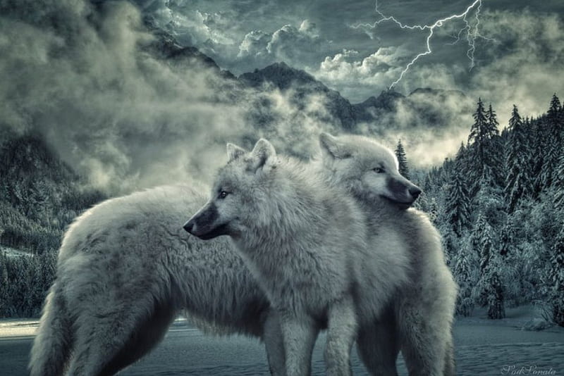 Winter, digital art, wilderness, fantasy, wild, animals, North, thunder, white wolf, storm, abstract, predators, snow, ice, wolf, wolves, wild animals, HD wallpaper