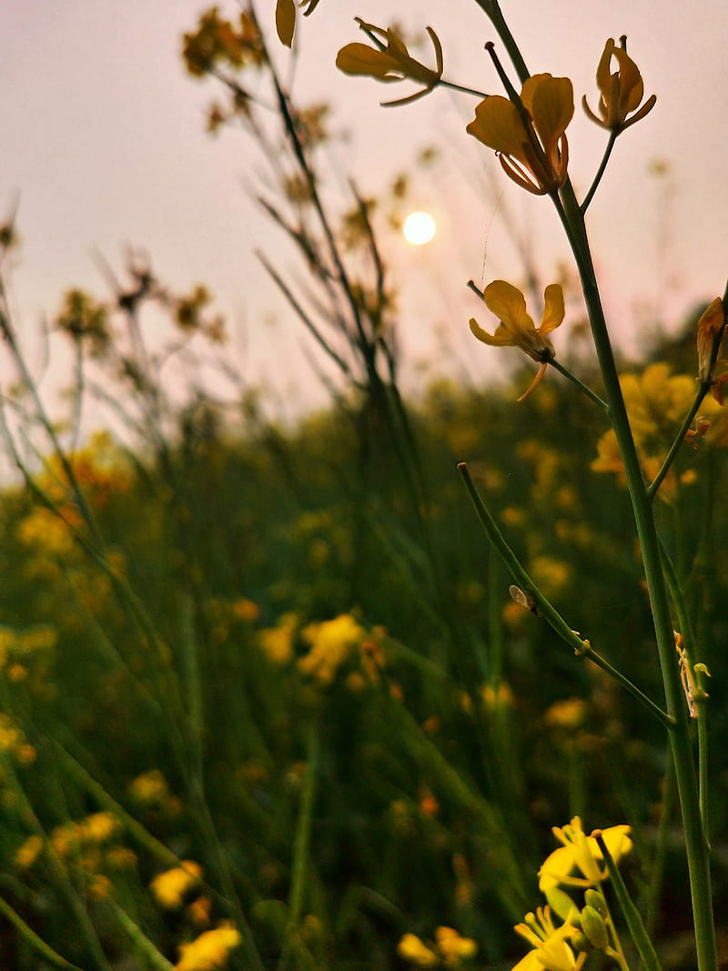 SunSet, bonito, field, flowers, green, india, mobile, mustard, yellow, HD phone wallpaper