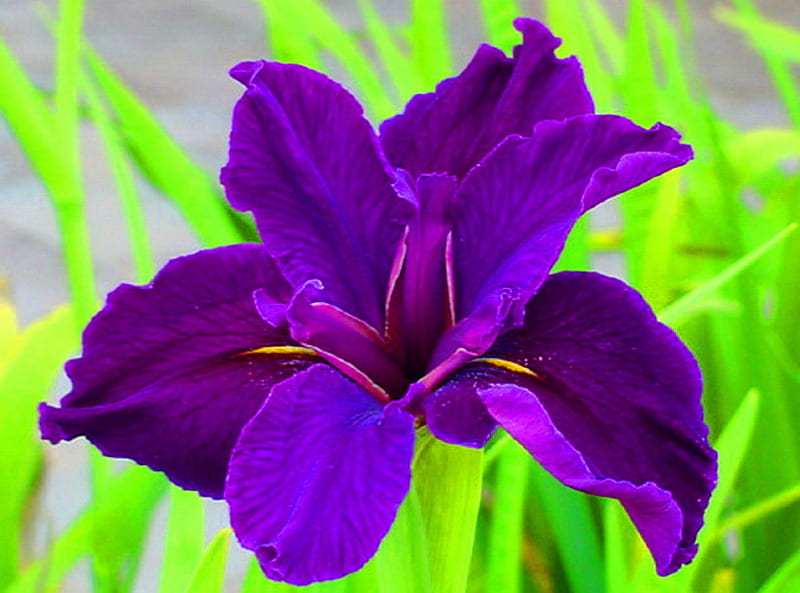 Purple beauty for Beth, leaves, purple, green, flower, iris, HD wallpaper