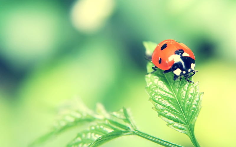 Ladybug on green leaf, HD wallpaper