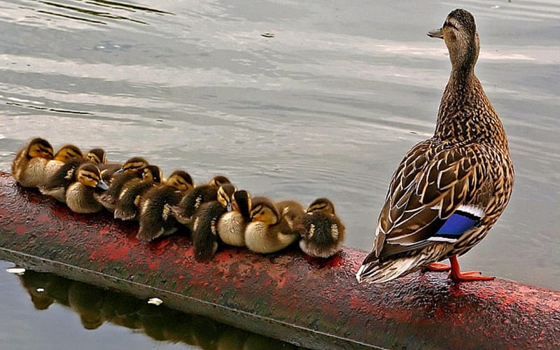 family, row, cute, water, duck, bird, feather, funny, ducklings, HD wallpaper