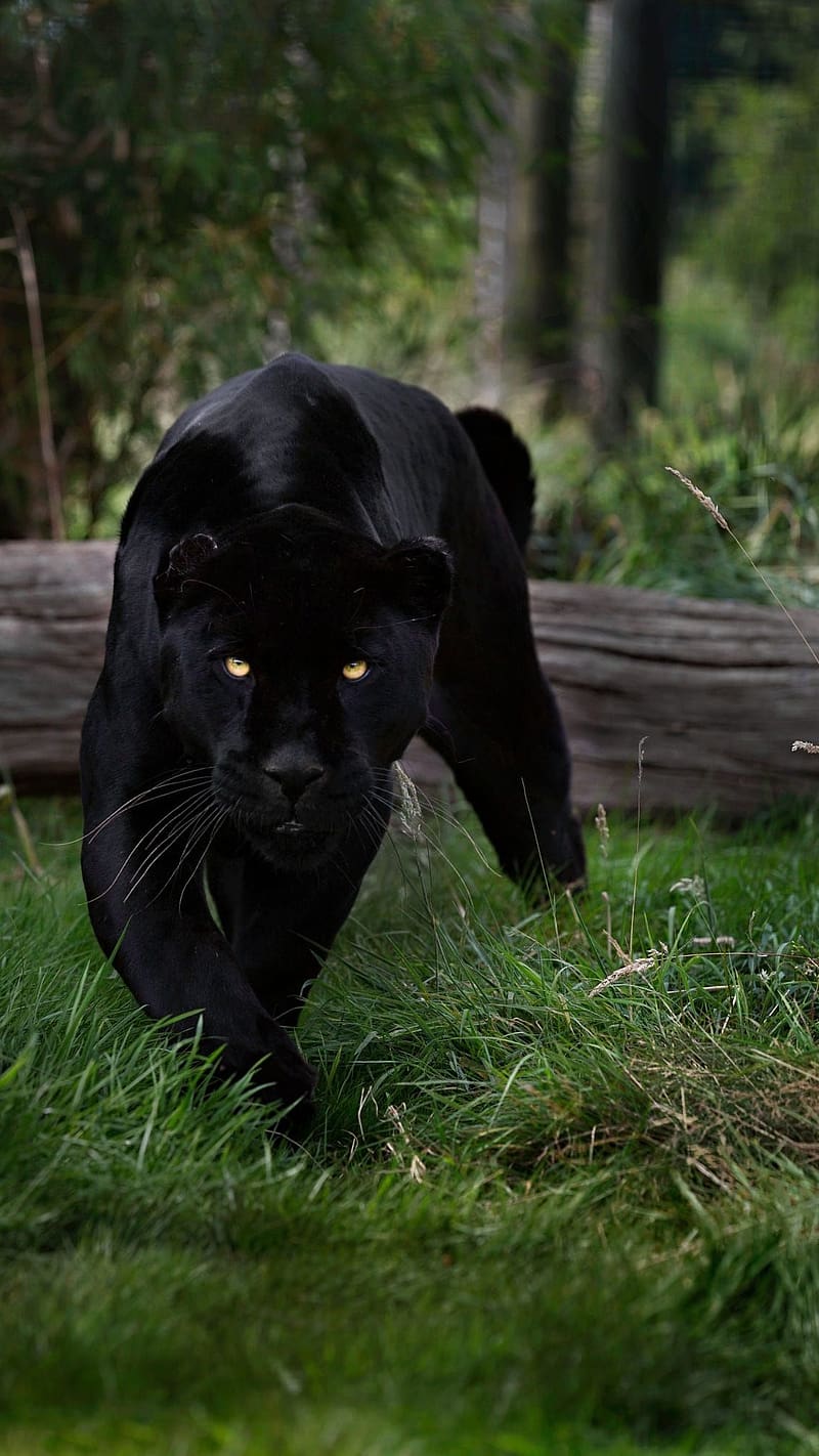 Black Panther On Grass , black , panther, grass, animal, cat family, HD phone wallpaper