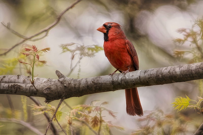 Northern Cardinal, northern-cardinal, birds, HD wallpaper