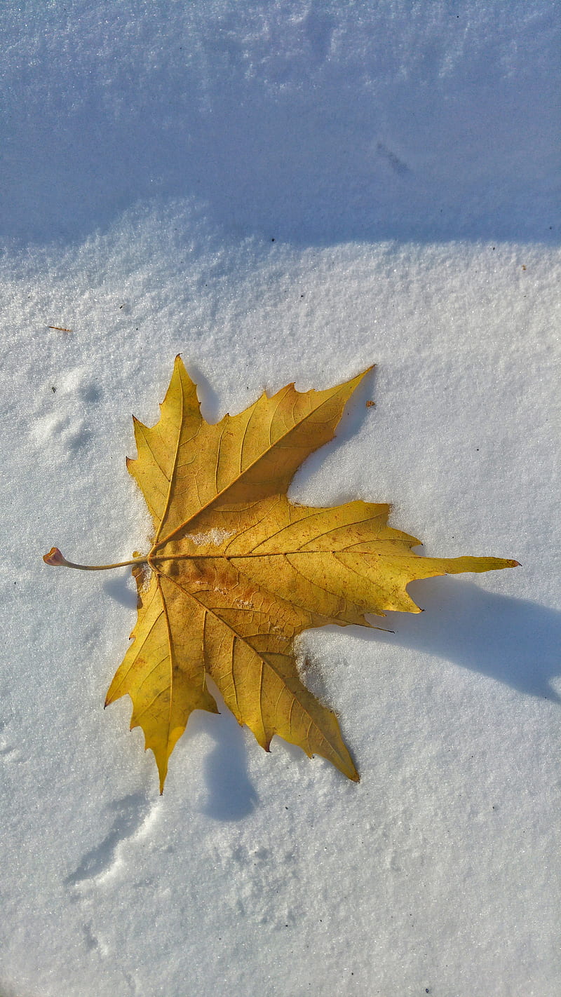 The Last Autumn Leaf, snow, nature, colors, , brown, winter, ice, water ...