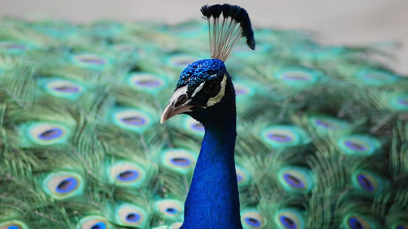Peacock, green, feather, pasare, paun, blue, HD wallpaper